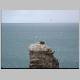 Gannet Colony 064.jpg